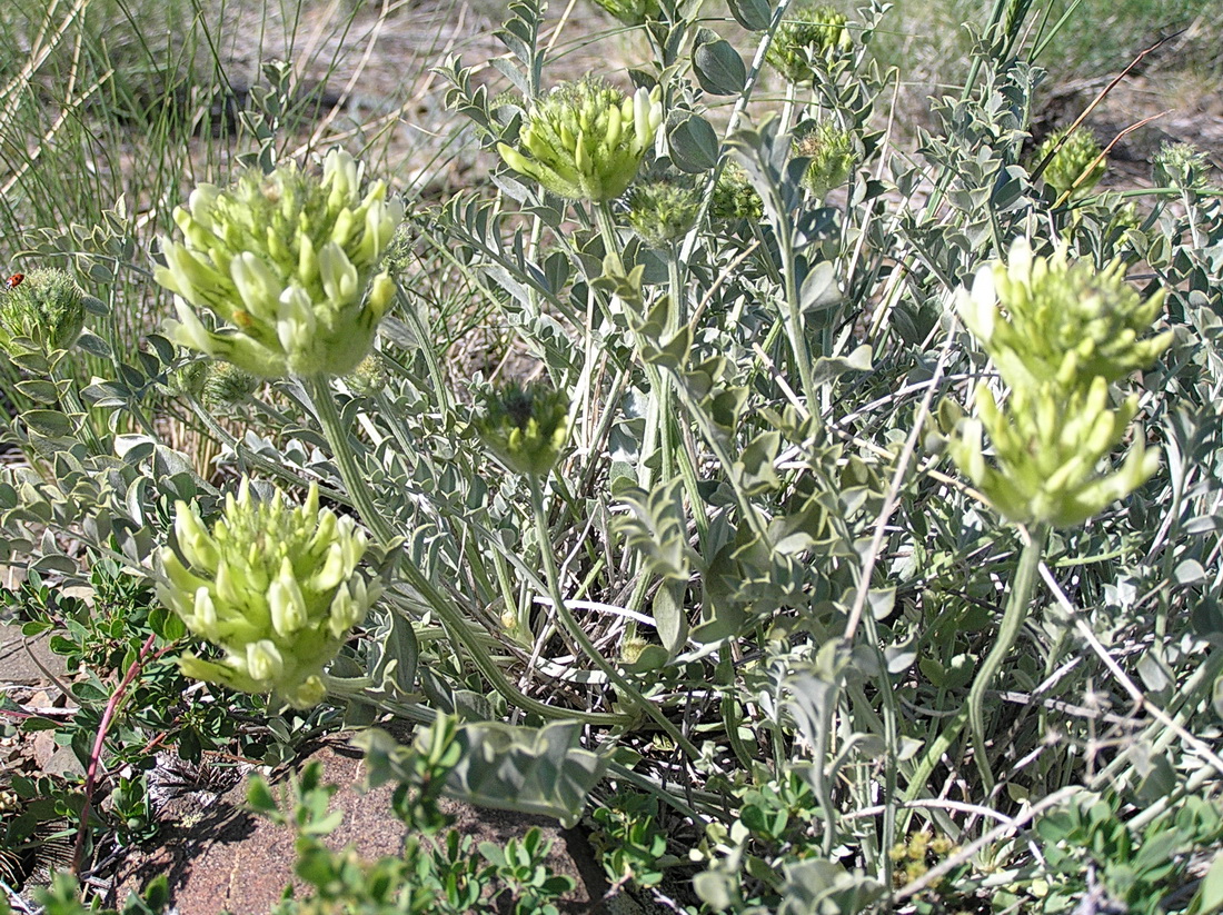 Изображение особи Astragalus ellipsoideus.