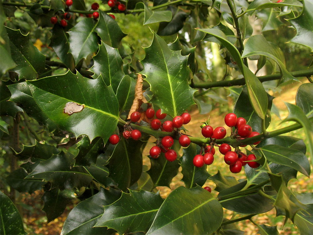 Image of Ilex aquifolium specimen.