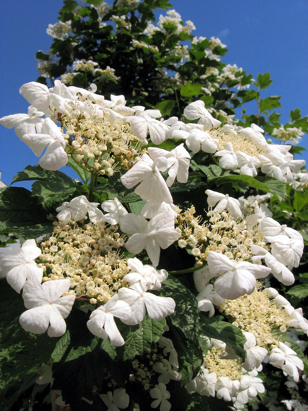 Изображение особи Viburnum opulus.