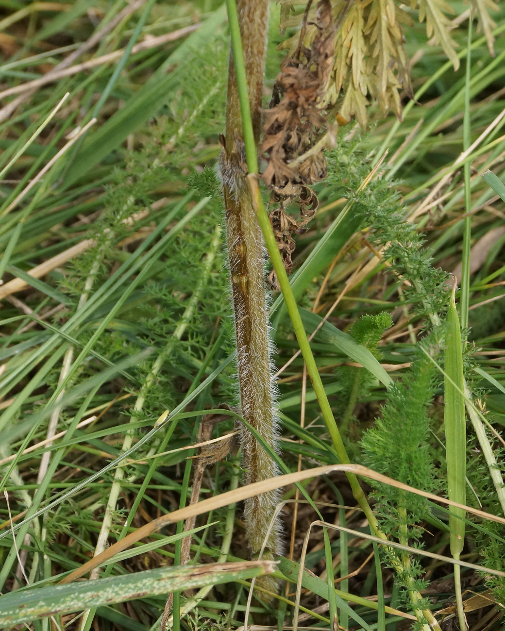 Изображение особи Chaerophyllum prescottii.