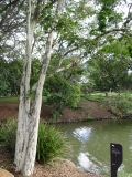 Caesalpinia ferrea. Нижняя часть растения. Австралия, г. Брисбен, парк Университета Квинсленда. 09.07.2015.