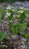 Spiraea trilobata. Цветущее растение. Алтайский край, окр. пос. Тигирек, заповедник \"Тигирекский\", низовья долины р. Малый Тигирек, пологий кустарниковый склон со скальными выходами. 24.05.2015.