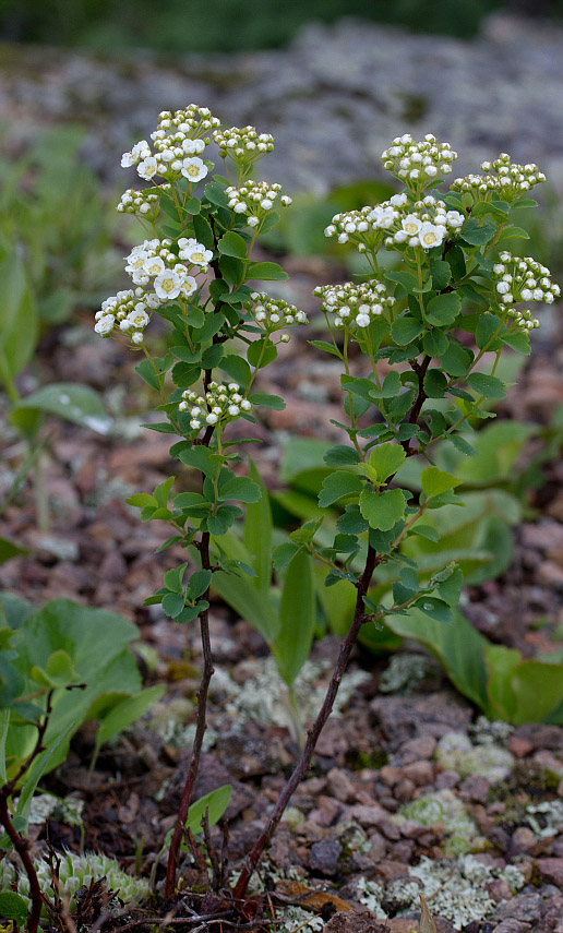 Изображение особи Spiraea trilobata.