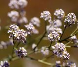Lepidium latifolium. Часть соцветия. Кыргызстан, Нарынская обл., левый берег р. Нарын, окр. с. Таш-Башат. 07.07.2015.