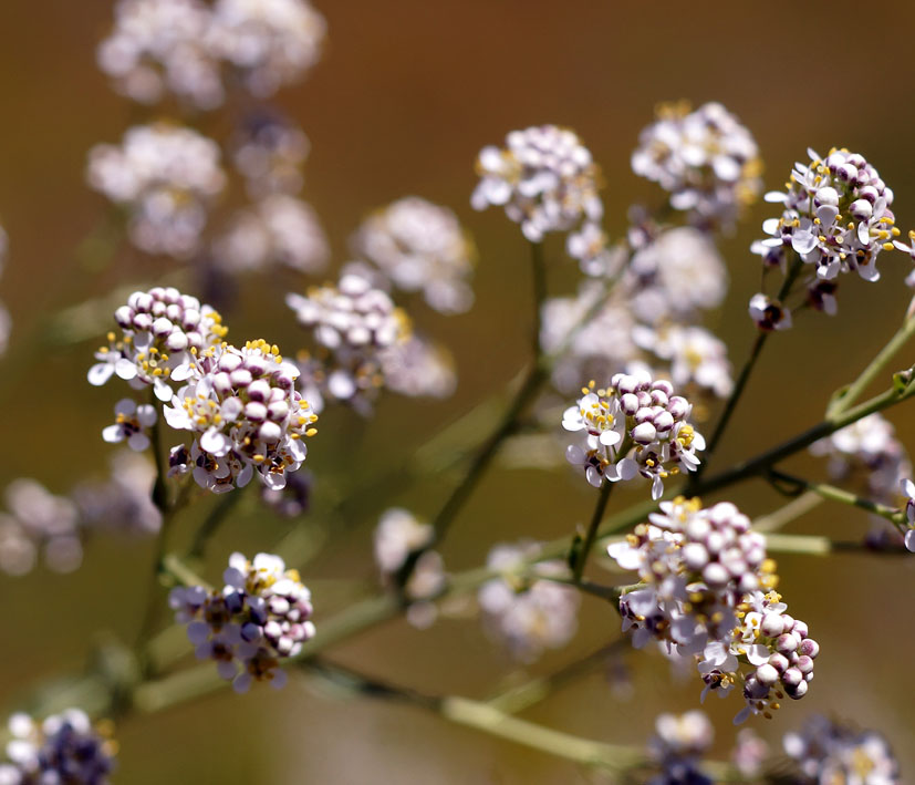 Изображение особи Lepidium latifolium.