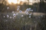 Eriophorum vaginatum