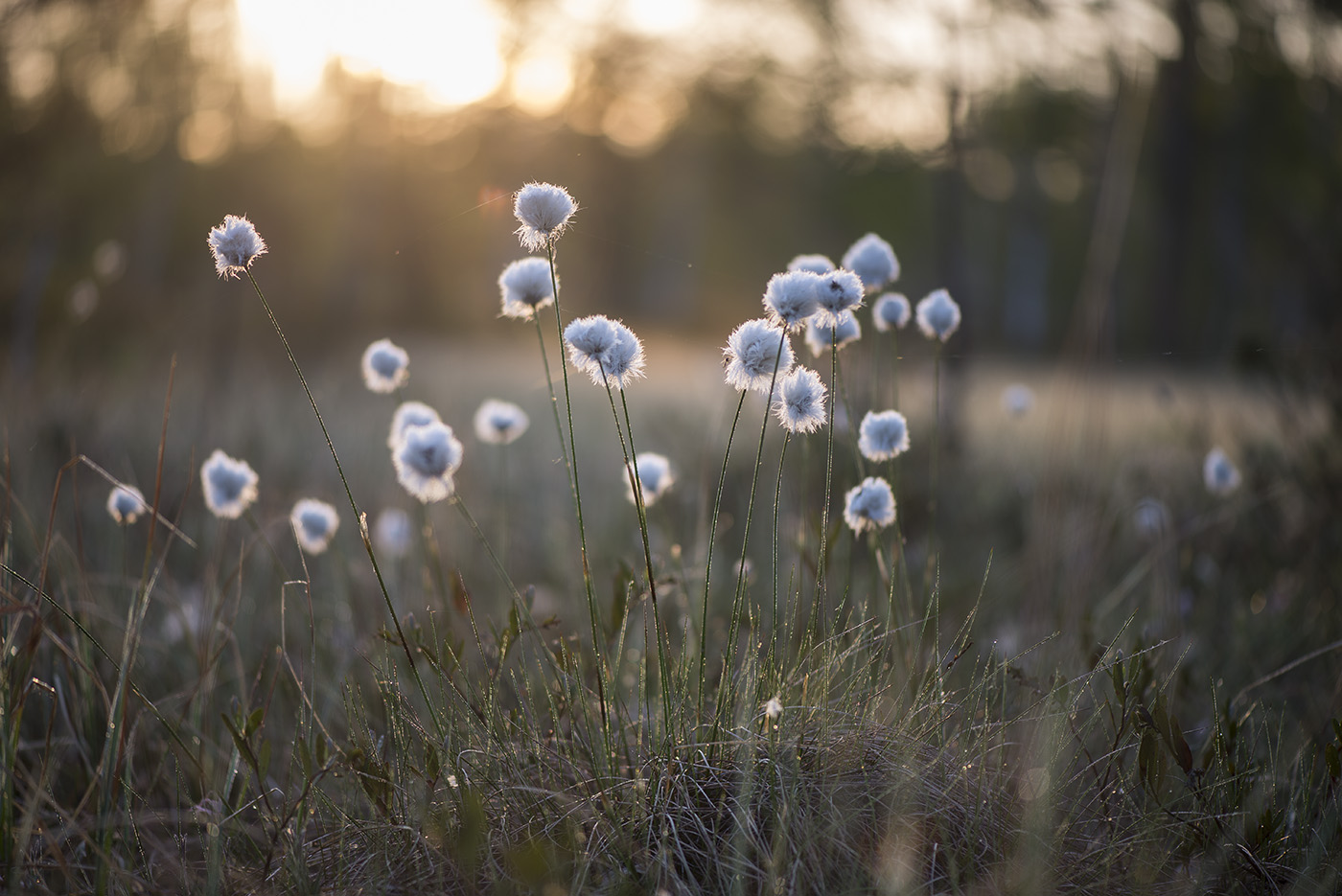 Изображение особи Eriophorum vaginatum.