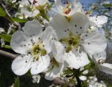 Pyrus pyraster. Цветки. Украина, Днепропетровская обл., с. Вольное, балка Бандурка. 02.05.2009.