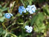 Myosotis imitata. Верхушки побегов с соцветиями. Кыргызстан, Нарынская обл., левый берег р. Нарын, долина руч. Бурган-Суу. 11.06.2015.