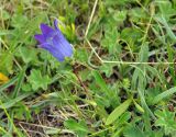 Campanula biebersteiniana. Цветущее растение. Карачаево-Черкесия, окр. пос. Архыз, хребет Абишира-Ахуба, ≈ 2000 м н.у.м., субальпийский луг. 17.06.2015.