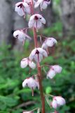 Pyrola incarnata