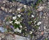 Minuartia arctica. Цветущие растения. Тува, Тоджинский р-н, долина р. Аржаан-Хем (выс. около 1700 м н.у.м.), каменистый склон. 08.07.2015.