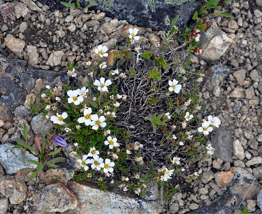 Image of Minuartia arctica specimen.