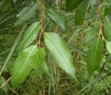 Salix pentandra