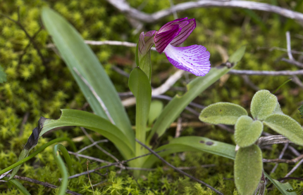 Image of Anacamptis papilionacea specimen.