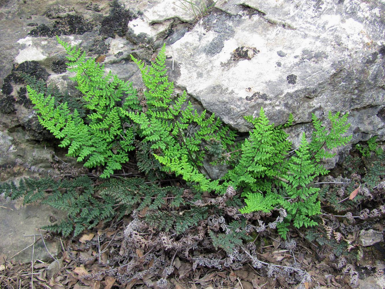 Изображение особи Oeosporangium persicum.