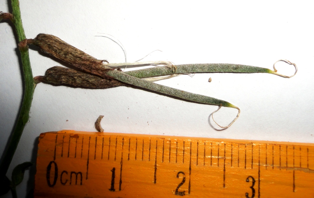 Image of Astragalus rustamovii specimen.