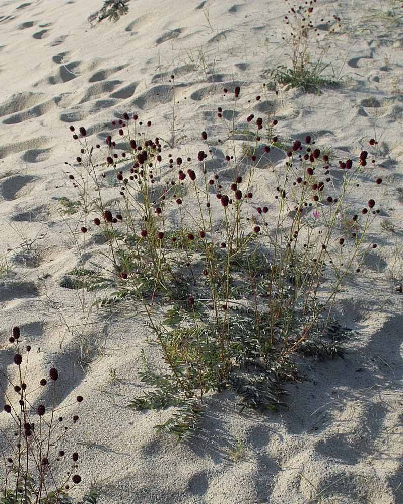 Изображение особи Sanguisorba officinalis.