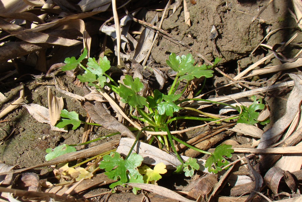 Image of Ranunculus sceleratus specimen.