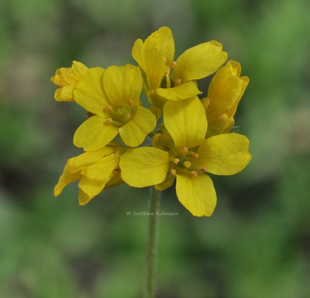 Image of Draba bruniifolia specimen.