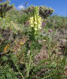 Pedicularis sibthorpii