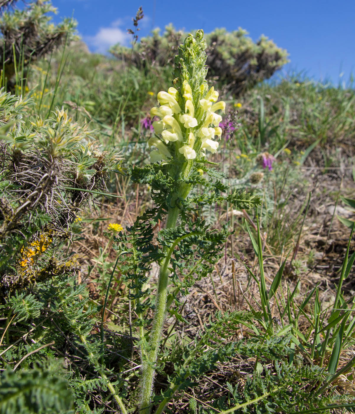 Image of Pedicularis sibthorpii specimen.