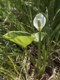 Calla palustris
