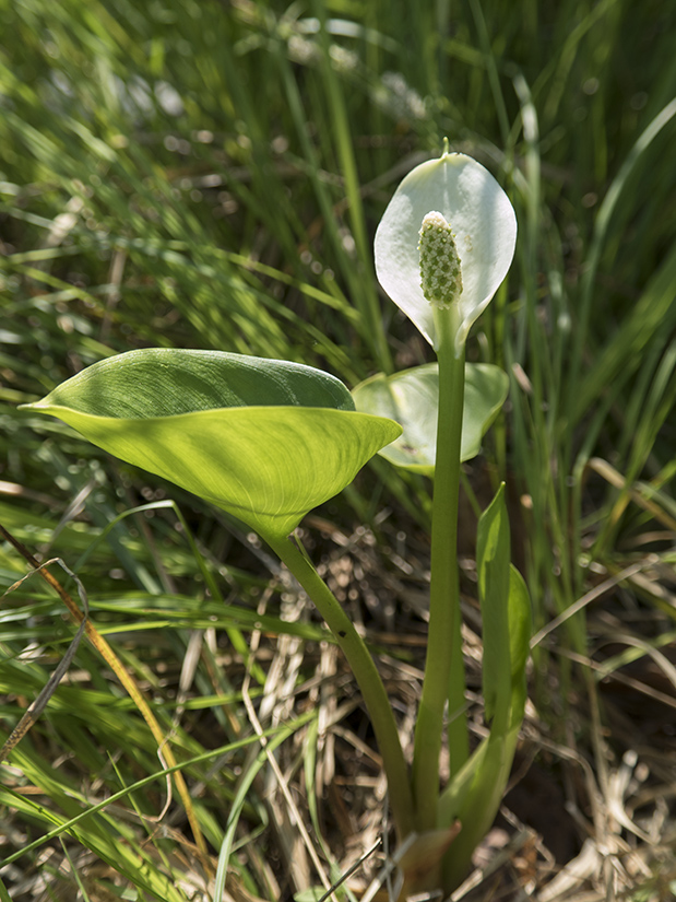 Изображение особи Calla palustris.