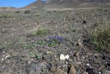 Echium bonnetii. Цветущие растения на щебнистом субстрате. Испания, автономное сообщество Канарские острова, остров Фуэртевентура, провинция Лас Пальмас, муниципалитет Ла Олива, восточные окр. пос. Эль Котильо, предгорная равнина. 14.03.2016.