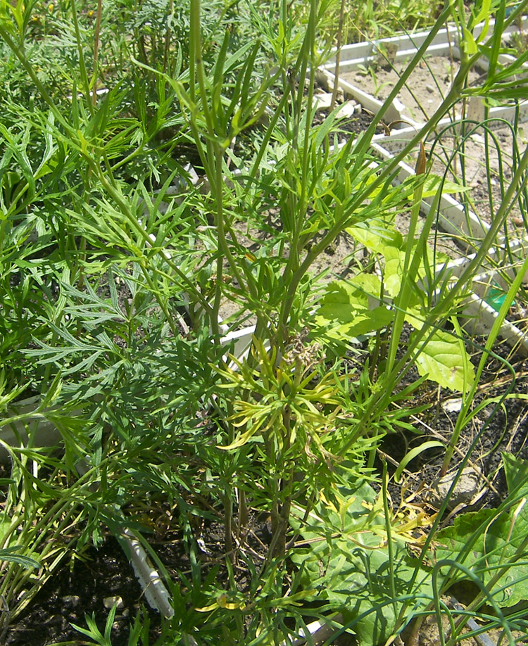 Image of Delphinium tatsienense specimen.