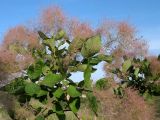 Cotinus coggygria