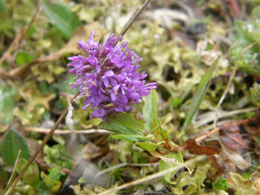 Image of Veronica densiflora specimen.