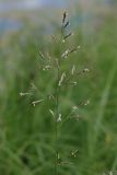 Festuca pratensis