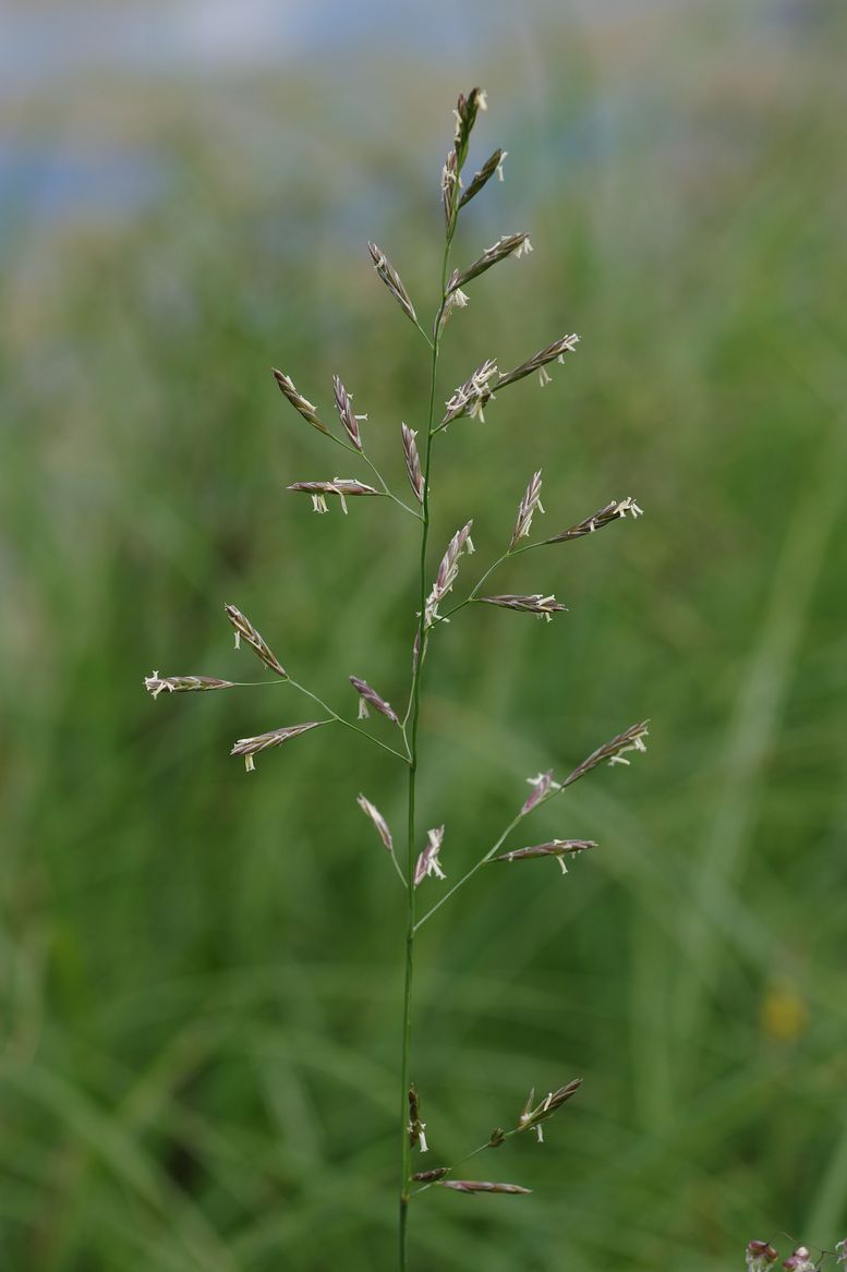 Изображение особи Festuca pratensis.