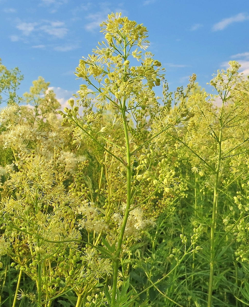 Изображение особи Thalictrum flavum.