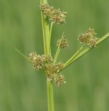 Cyperus difformis