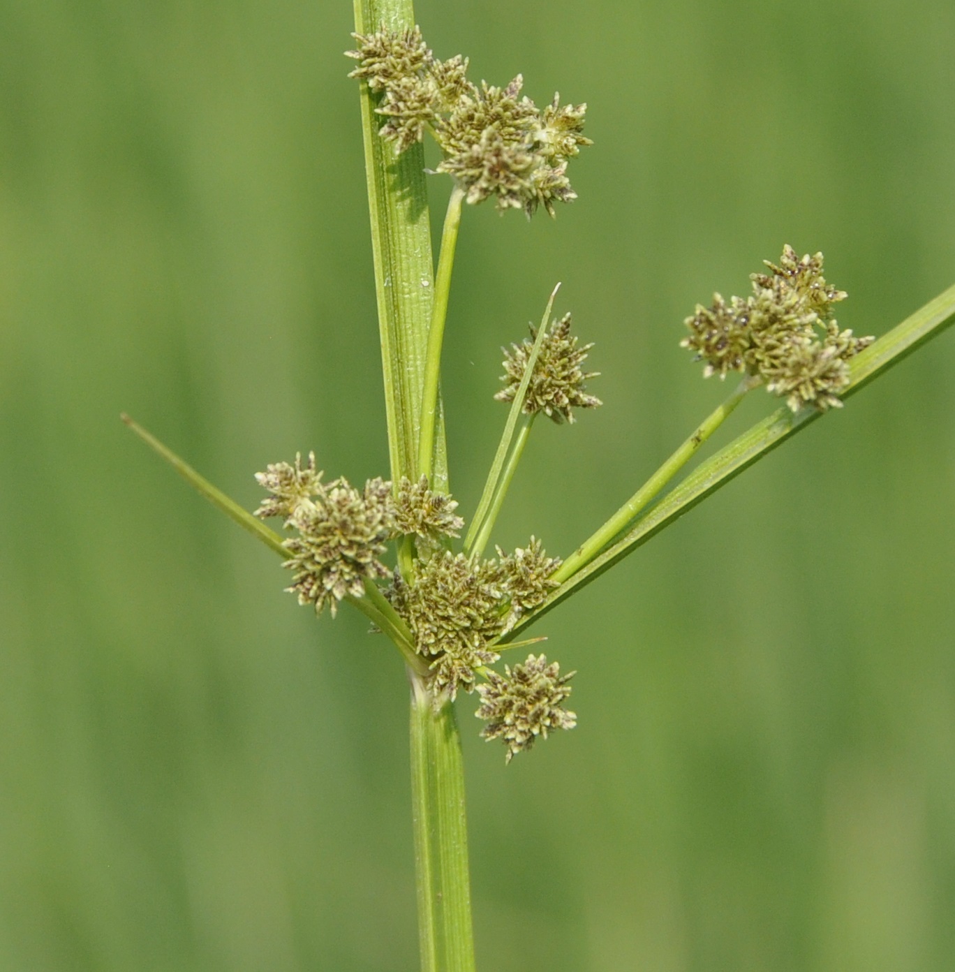 Изображение особи Cyperus difformis.