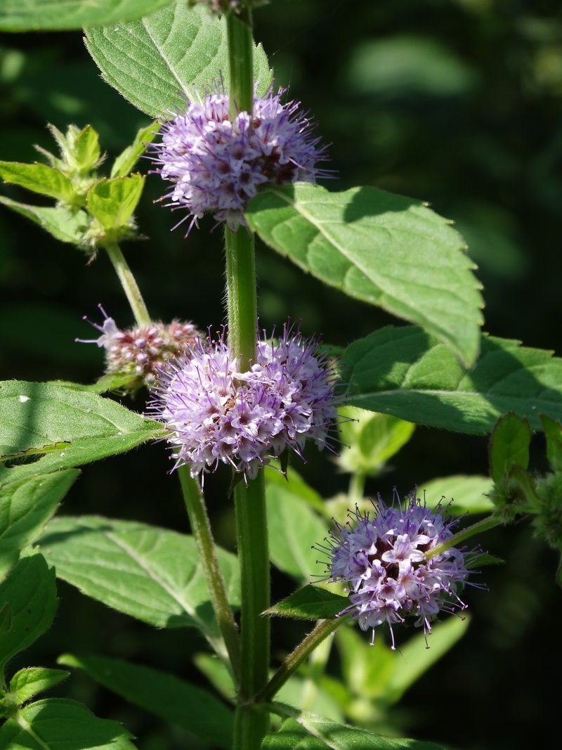 Image of Mentha canadensis specimen.