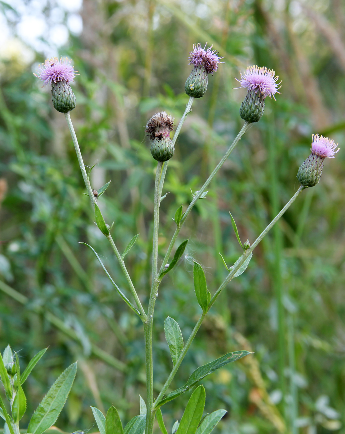 Image of Cirsium setosum specimen.