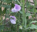 Lathyrus odoratus