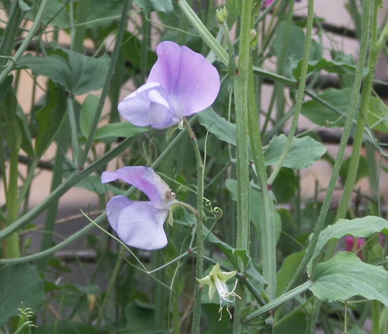 Изображение особи Lathyrus odoratus.