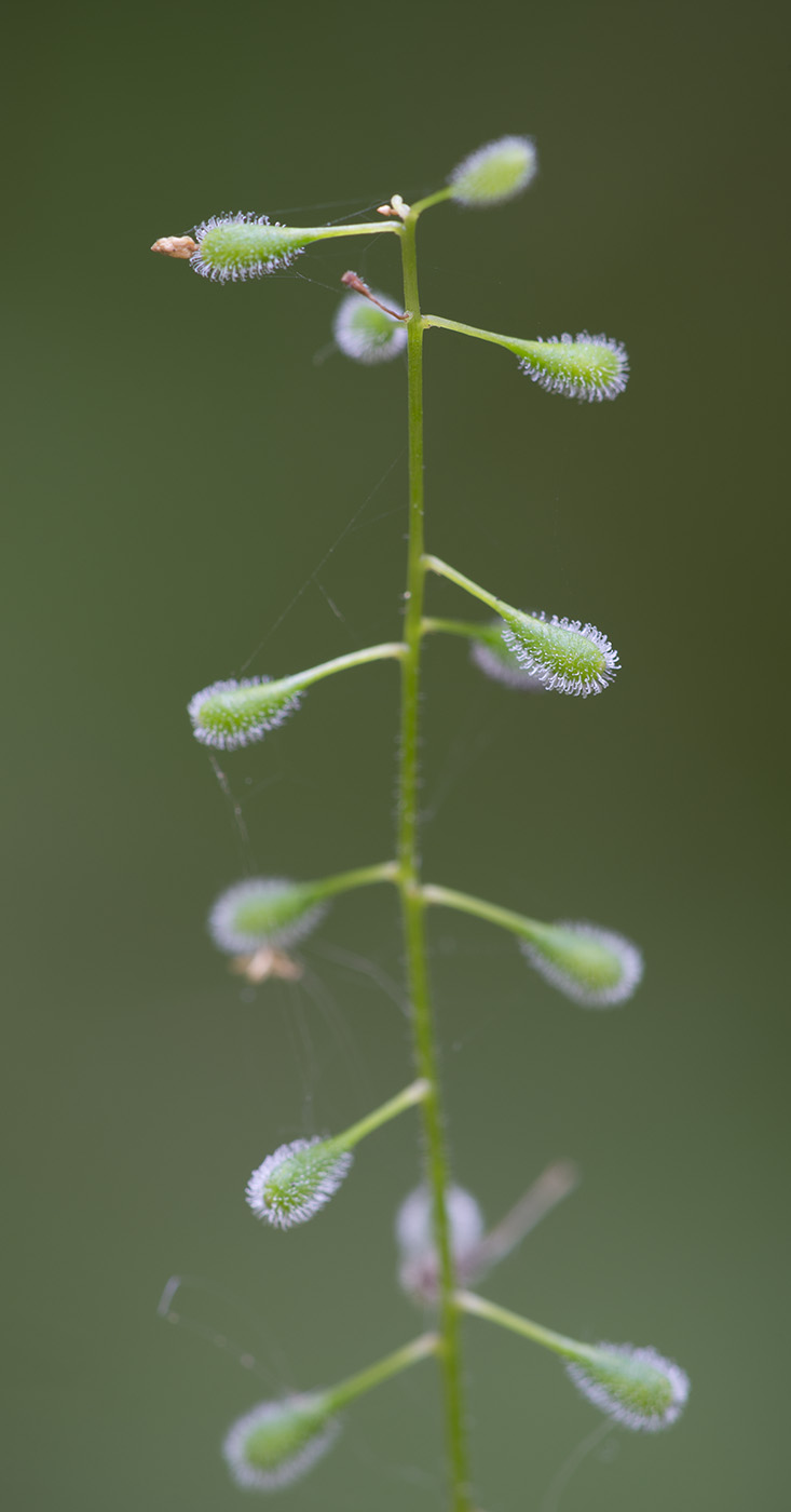 Изображение особи Circaea alpina.