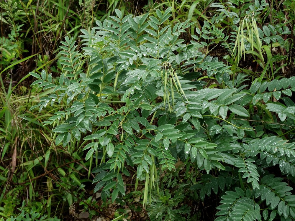 Изображение особи Sophora flavescens.