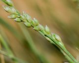 Panicum turgidum. Бутонизирующее соцветие. Израиль, г. Эйлат, территория гостиницы \"Орхидея\", газон, сорное. 12.10.2016.