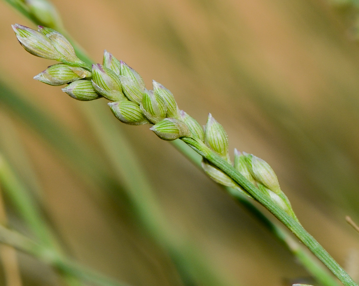 Изображение особи Panicum turgidum.