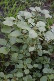 Amaranthus blitum