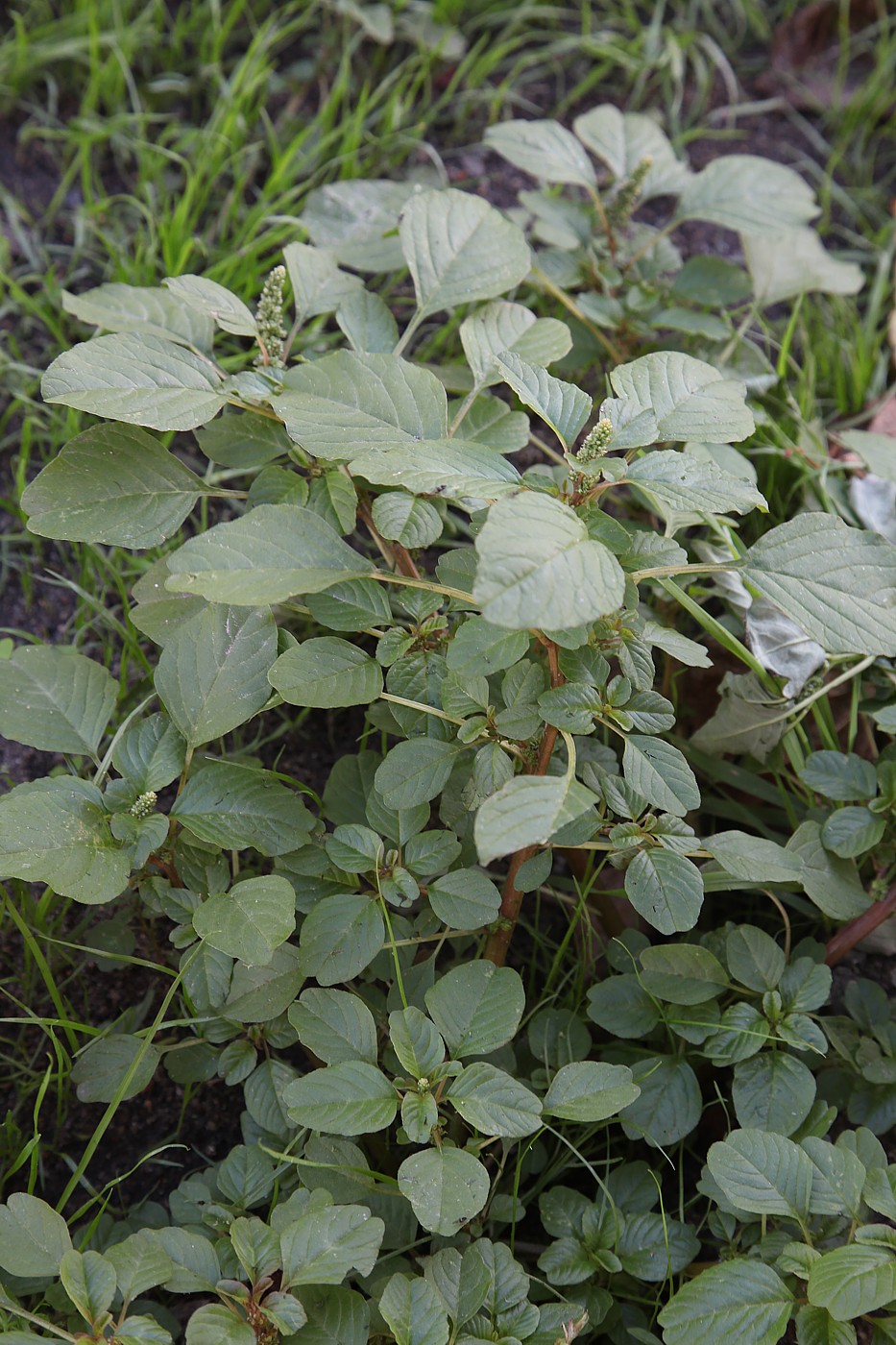 Изображение особи Amaranthus blitum.