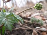 Adonis amurensis