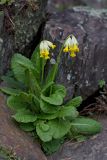 Primula macrocalyx. Цветущее растение. Республика Алтай, Шебалинский р-н, с. Камлак, Горно-Алтайский ботанический сад, экспозиция. 11.05.2016.
