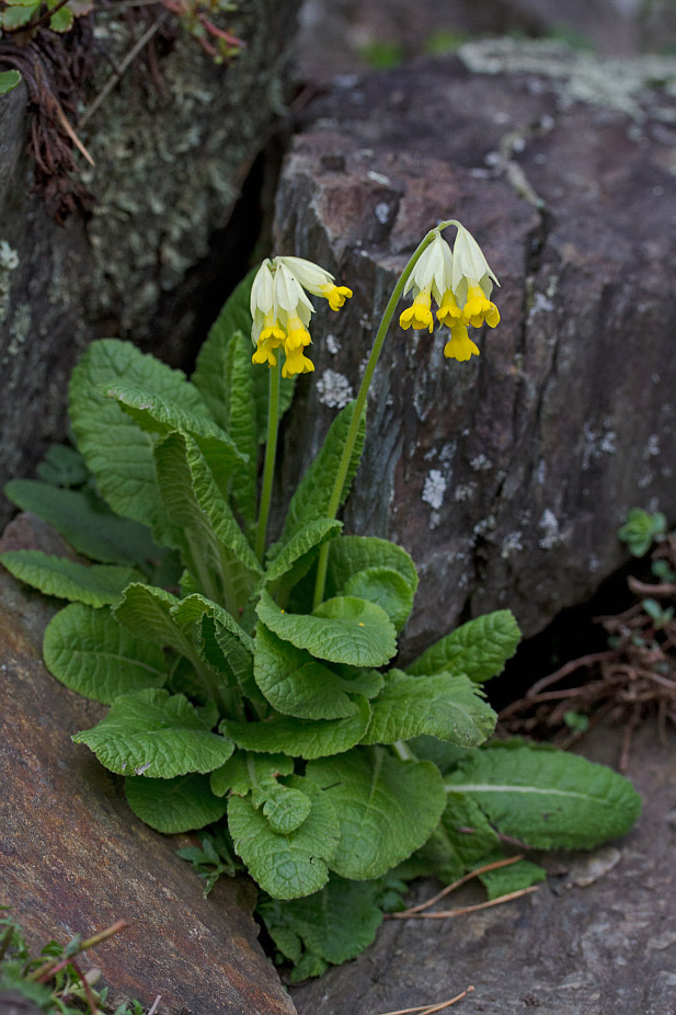 Image of Primula macrocalyx specimen.